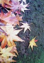 momiji1.JPG